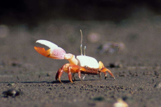 Image of Fiddler crab