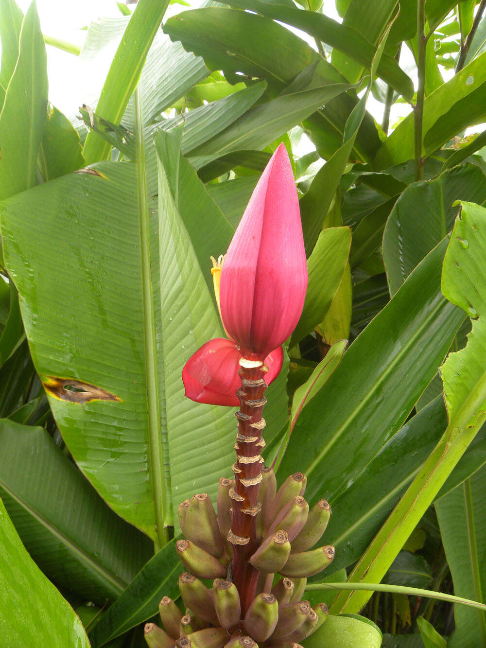 Image of hairy banana