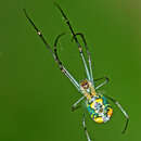 Image of Leucauge argyrobapta (White 1841)