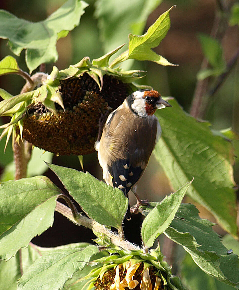 Imagem de Carduelis Brisson 1760