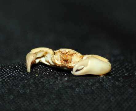 Image of Crevice-dwelling porcelain crab