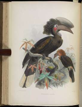 Image of Ceratogymna Bonaparte 1854