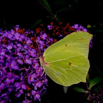 Imagem de Gonepteryx rhamni (Linnaeus 1758)