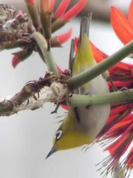 Image of Japanese White-eye