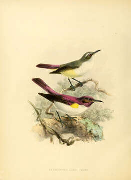 Image of Violet-backed Sunbird