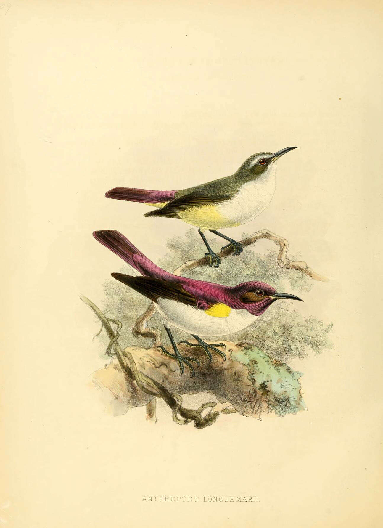 Image of Anthreptes Swainson 1832