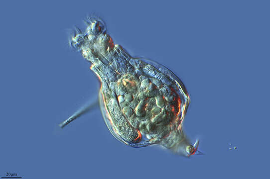 Image of Habrotrochidae
