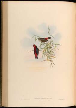 Image of Scarlet-backed Flowerpecker