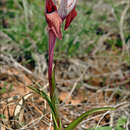 Image de Serapias neglecta subsp. apulica Landwehr