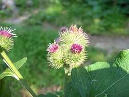 Plancia ëd Arctium minus (Hill) Bernh.