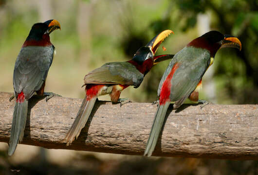 Image of Aracari