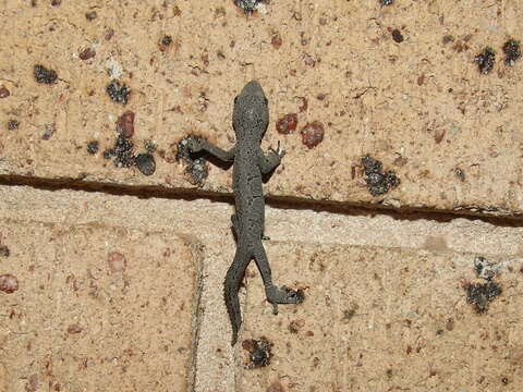 Image of spiny-tailed geckos