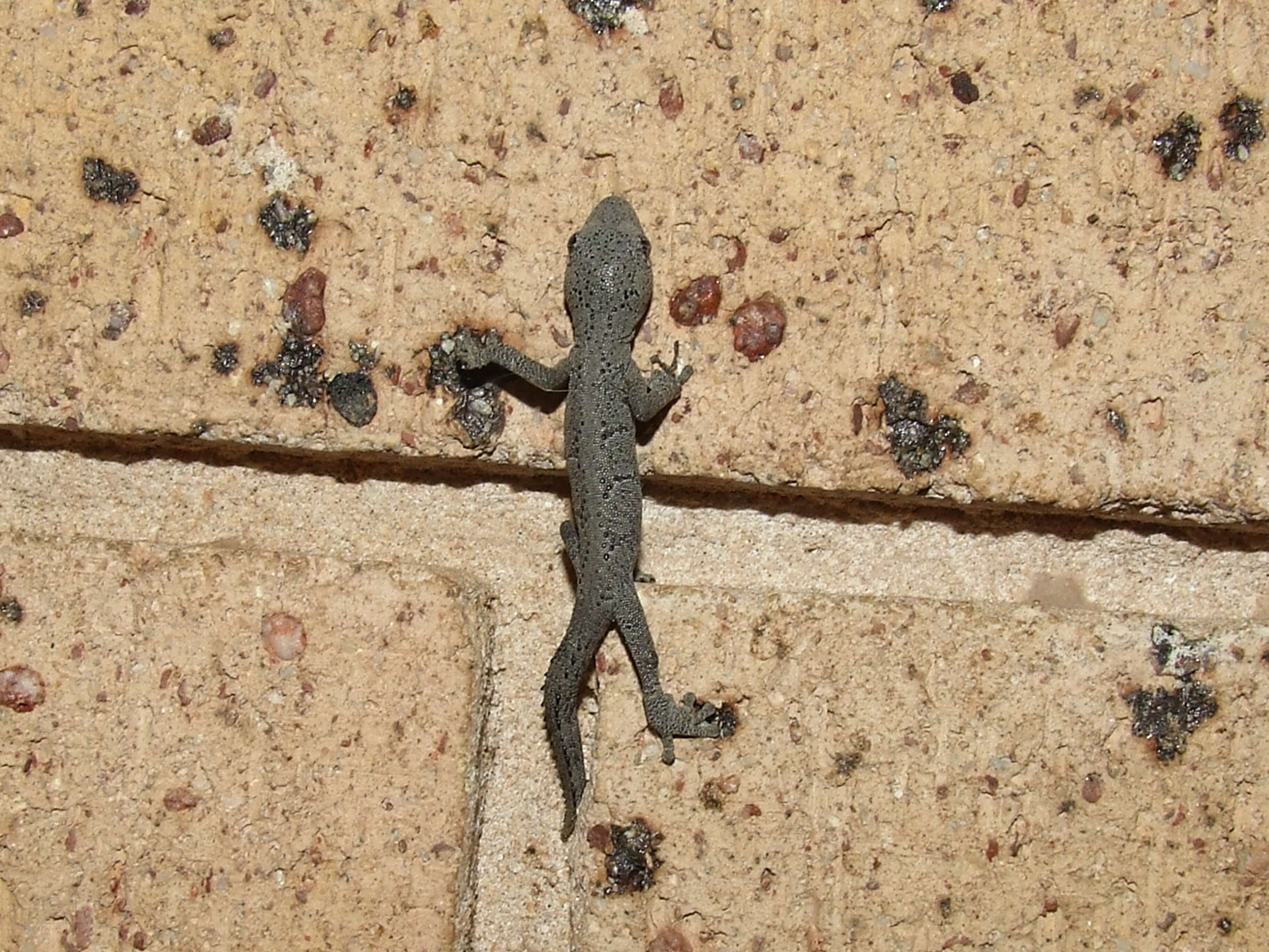 Image of spiny-tailed geckos