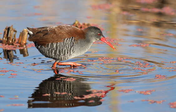 Image of African Rail