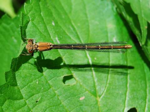 Image of Blue-fronted Dancer