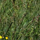 Image of perennial quakinggrass