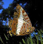 Imagem de Charaxes brutus natalensis Staudinger 1886