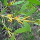 Sivun Persoonia lanceolata Andr. kuva