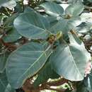 Image of Ficus vasta Forssk.