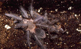 Image of Brazilian salmon pink tarantula