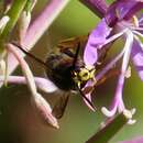 Слика од Dolichovespula saxonica (Fabricius 1793)