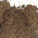 Image of Garden Slender Salamander