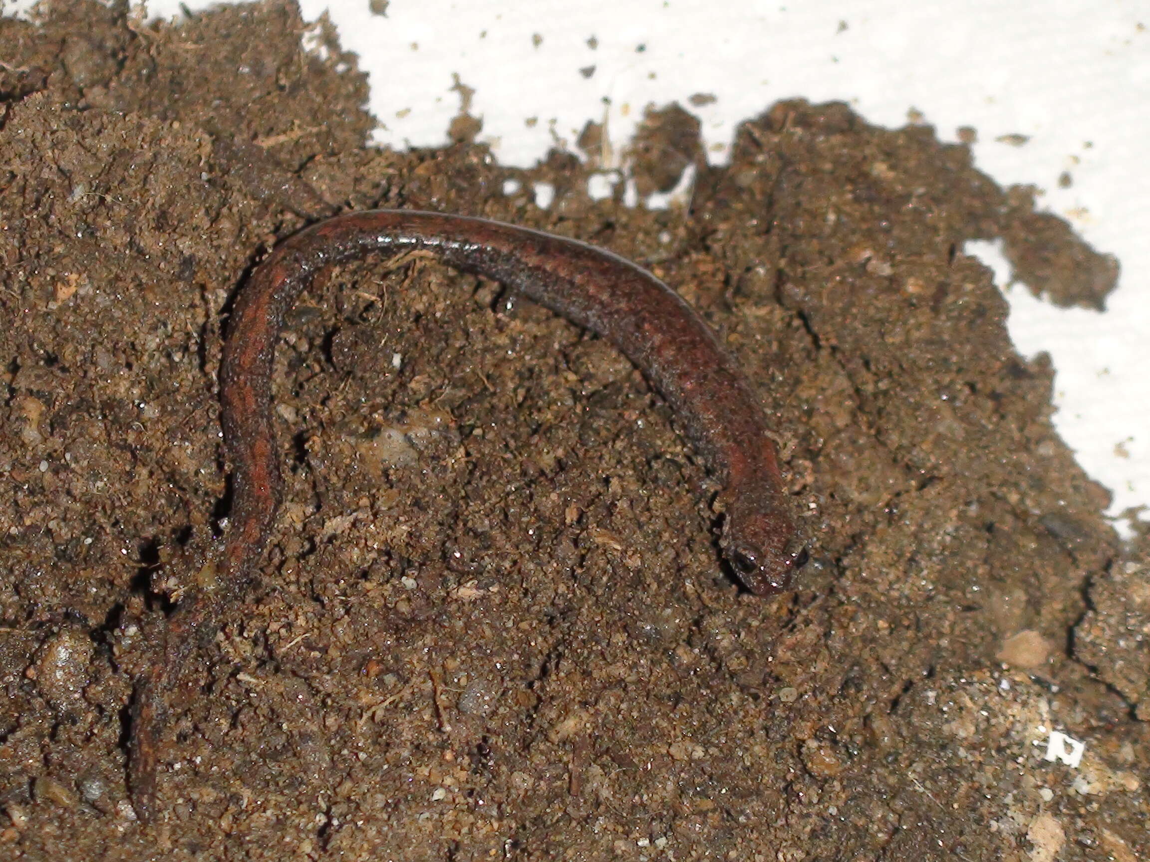 Image of Garden Slender Salamander