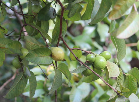 Image of guava