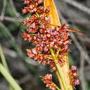 Image of Anarthria laevis R. Br.