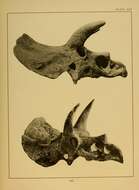Image of Triceratops horridus (Marsh 1889)