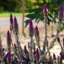 Image of Celosia spicata (Thou.) Spreng.