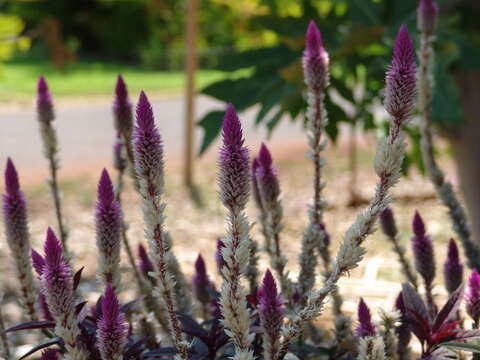 Imagem de Celosia spicata (Thou.) Spreng.