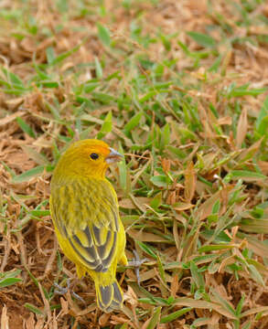 Image of Saffron Finch