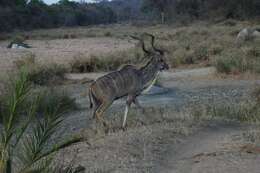 Image of Spiral-horned Antelope