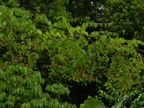 Plancia ëd Cissus biformifolia Standl.