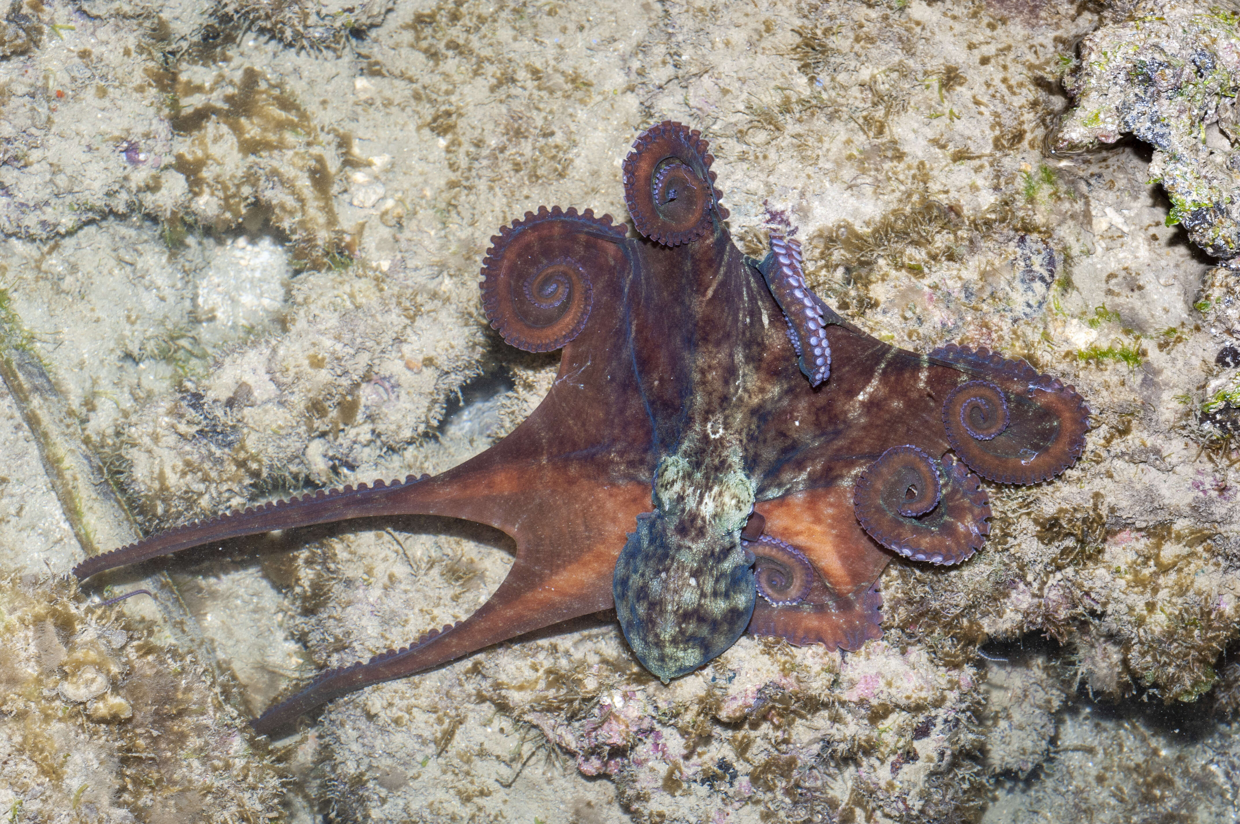 Image of Octopus