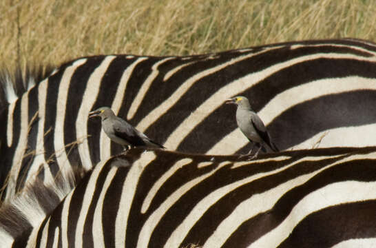 Image of zebra