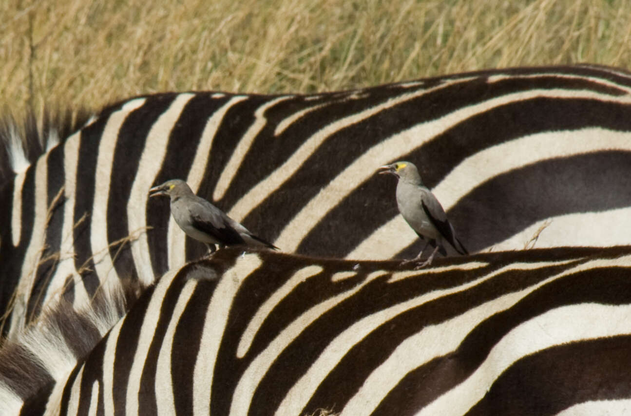 Image of zebra