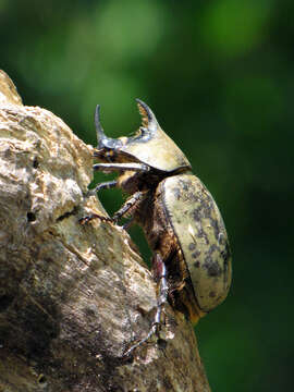 Image of Eastern Hercules Beetle