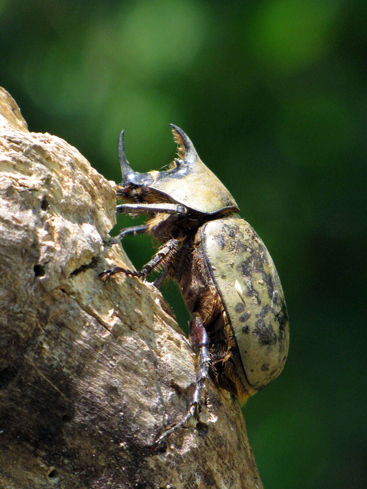 Image of Hercules Beetles