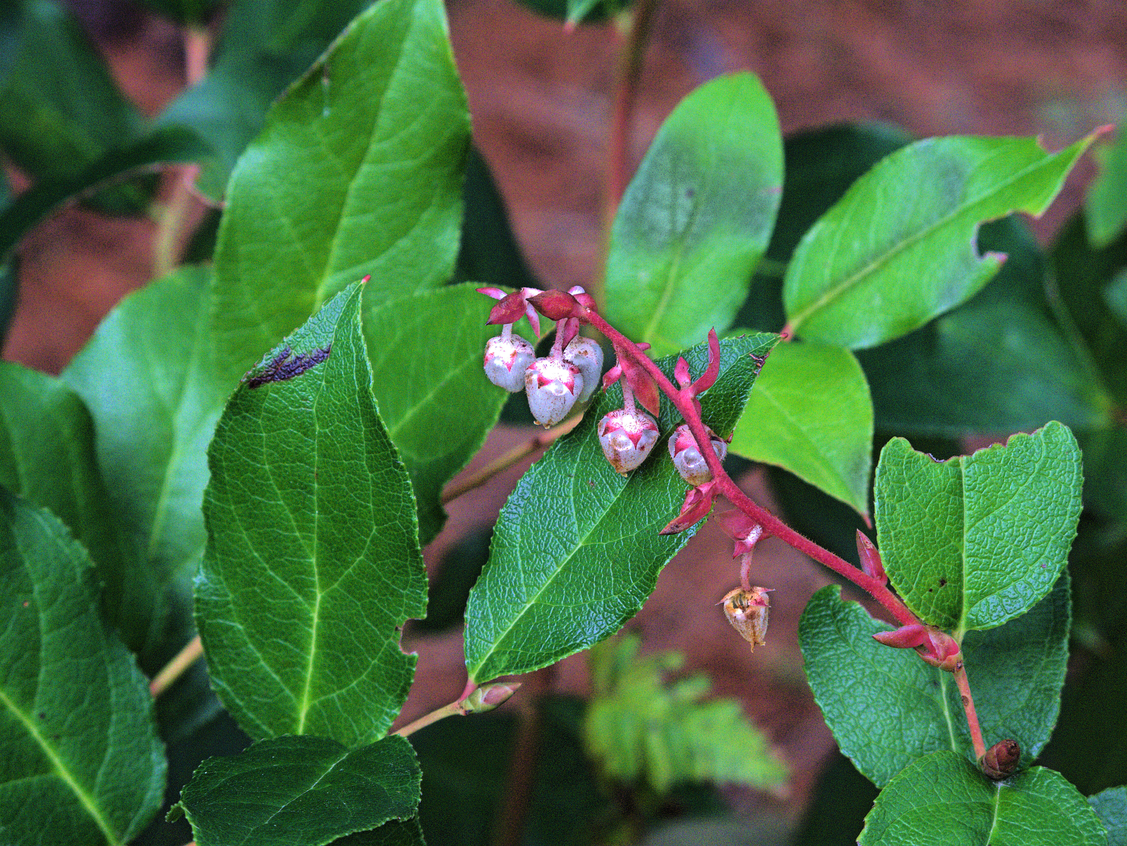 Image of snowberry