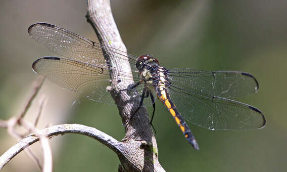 Libellula Linnaeus 1758 resmi