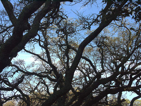 Image of blue oak