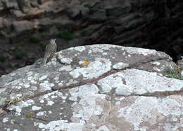 Слика од Anthus petrosus (Montagu 1798)