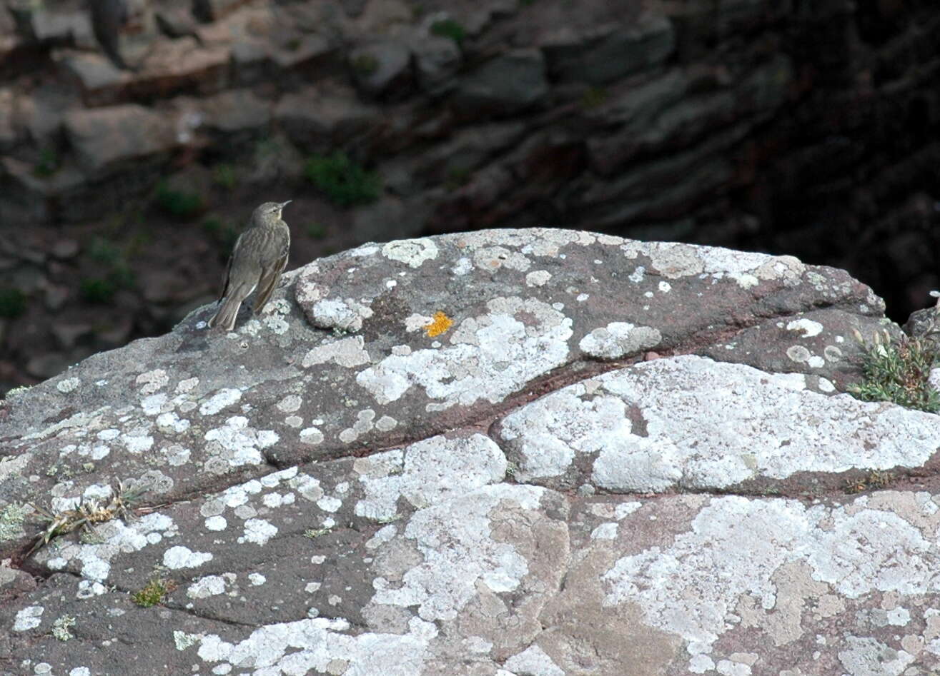 Слика од Anthus petrosus (Montagu 1798)