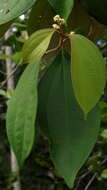 Imagem de Miconia holosericea (L.) DC.