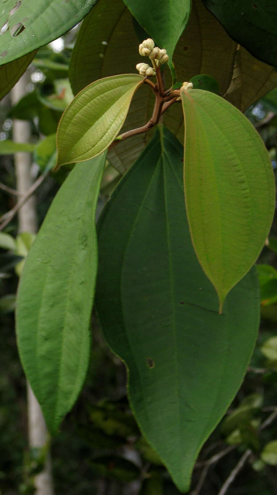 Image of Miconia holosericea (L.) DC.