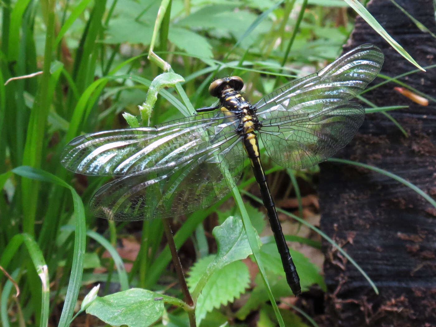 Lanthus vernalis Carle 1980 resmi