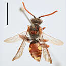 Nomada villosa Thomson 1870 resmi