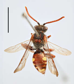 Nomada villosa Thomson 1870 resmi